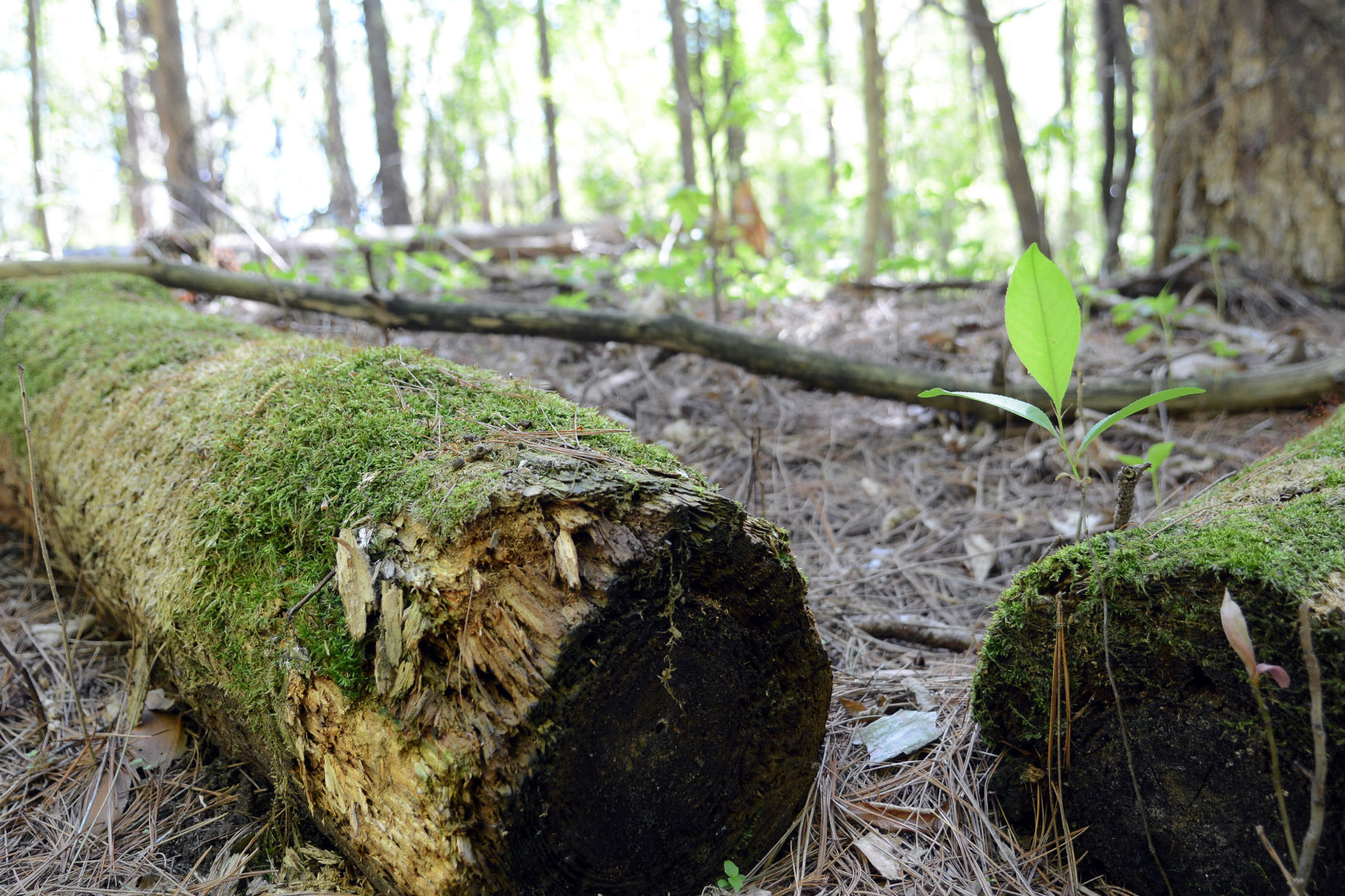 West Baraboo Village Forest